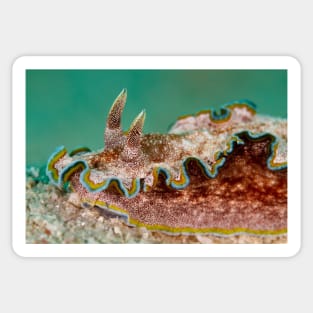 Colourful nudibranch with green background Sticker